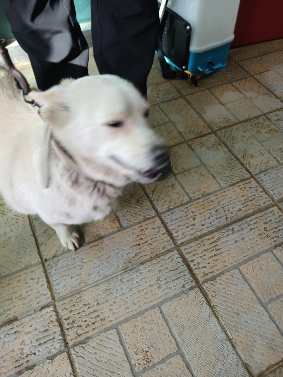 영주시 동물보호센터_447509202500061