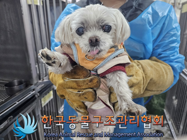 종료(반환) 말티즈…