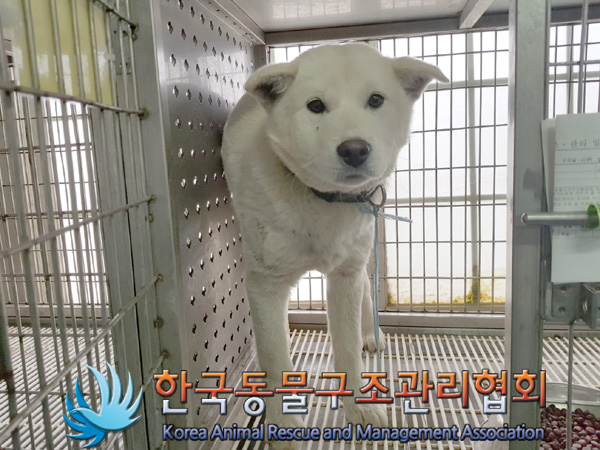 한국동물구조관리협회_441382202500030