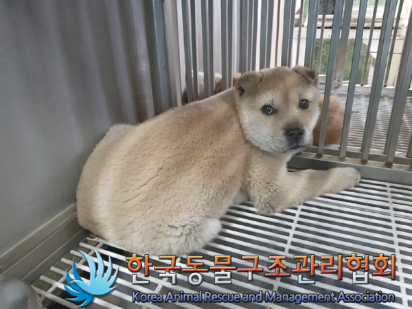 한국동물구조관리협회_411311202500030