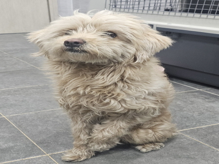 원주시동물보호센터_442419202500113