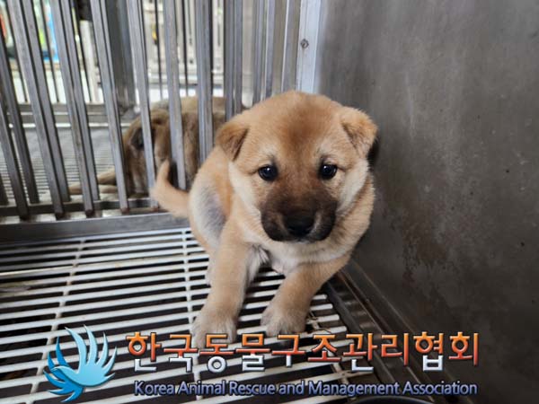 한국동물구조관리협회_441406202500103