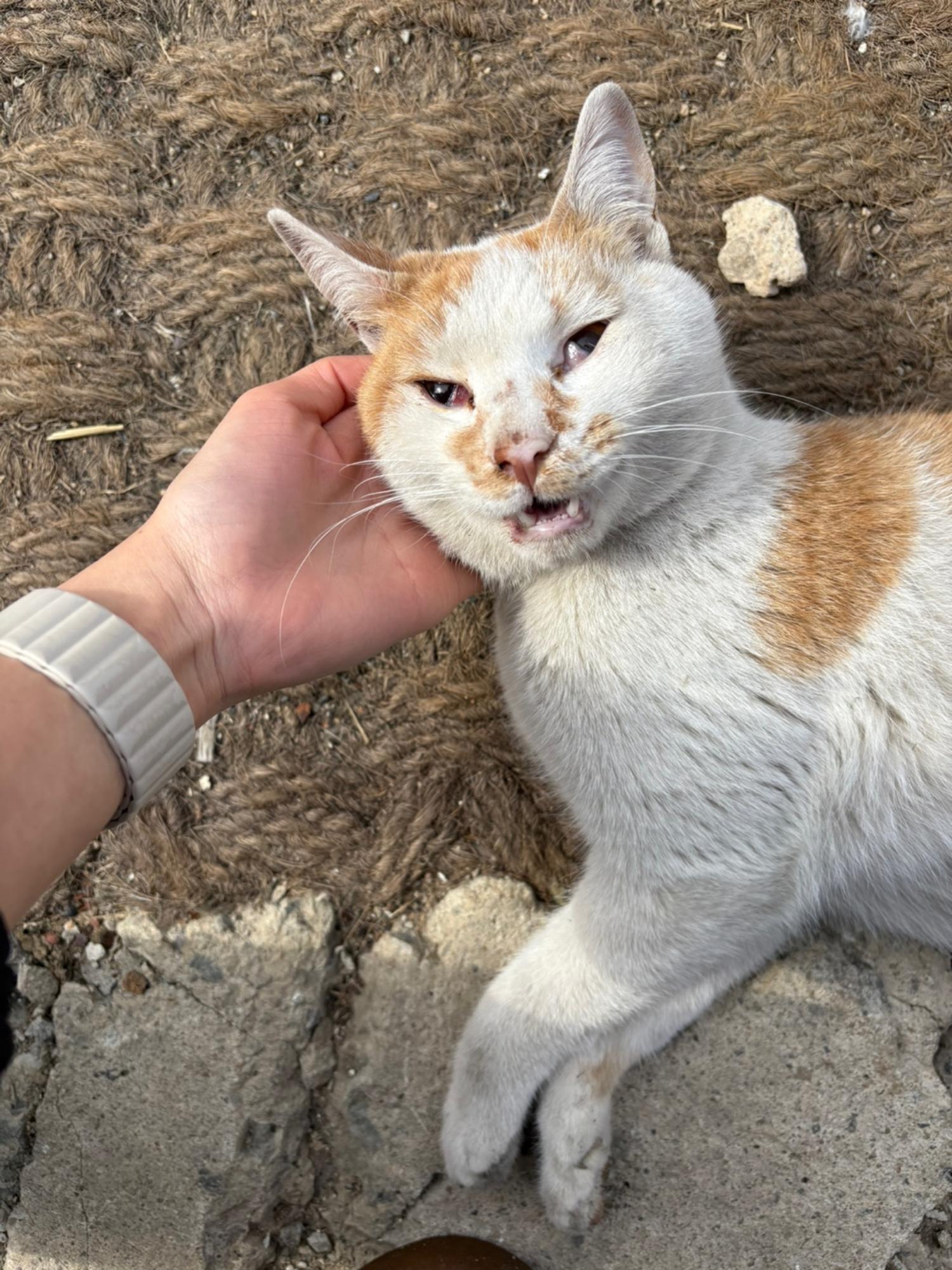 한국야생동물보호협회_441393202500133