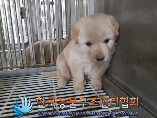 한국동물구조관리협회_441409202500209