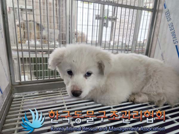 보호중 믹스견의 가…