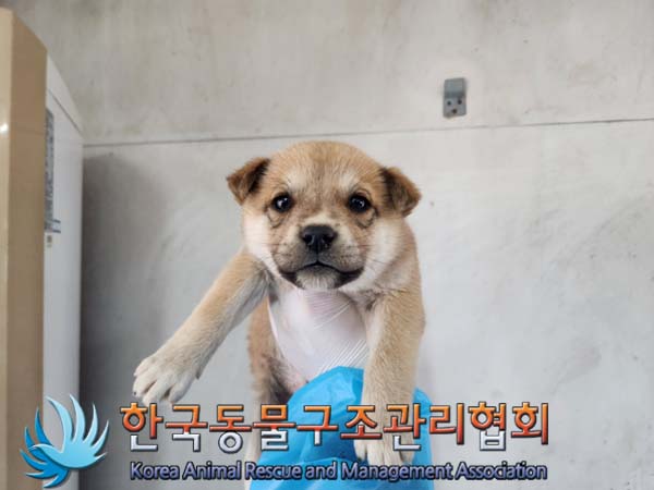 보호중 믹스견의 가…
