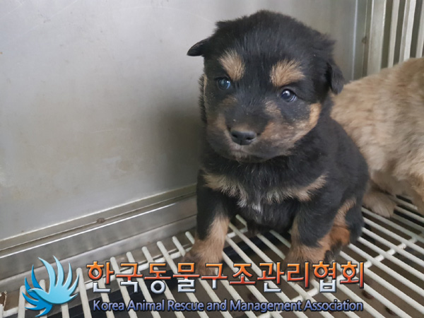 한국동물구조관리협회_441409202500210