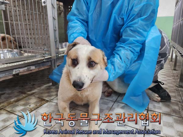 종료(자연사) 믹스…