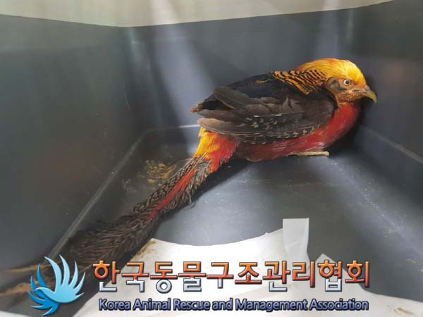 한국동물구조관리협회_411307202500015