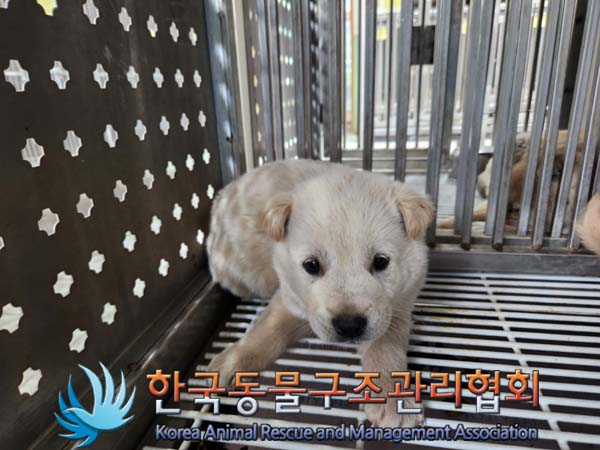 한국동물구조관리협회_441406202500104