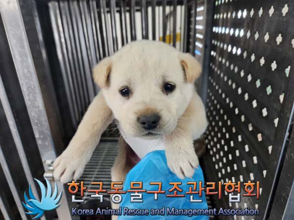 한국동물구조관리협회_441406202500109