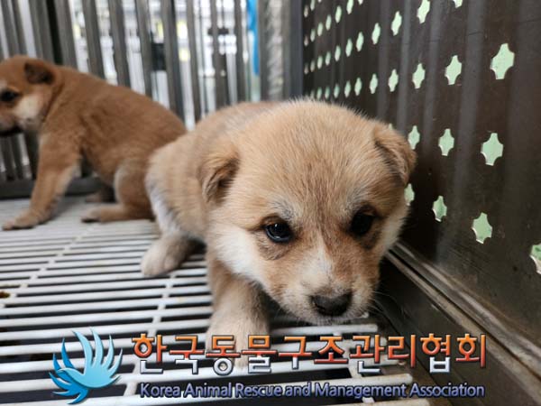 보호중 믹스견의 가…