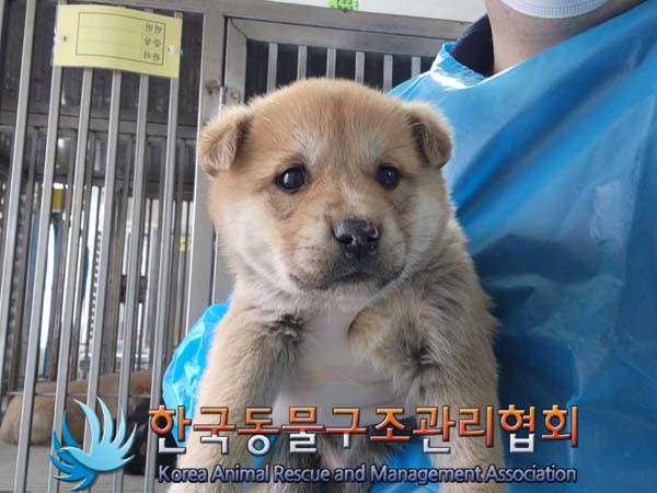 한국동물구조관리협회_441406202500105