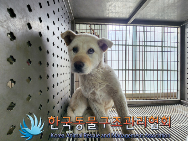 한국동물구조관리협회_441409202500212