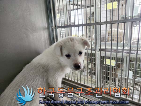 한국동물구조관리협회_441560202500182