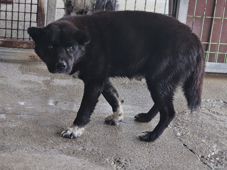 원주시동물보호센터_442419202500116