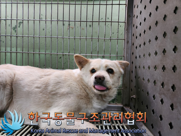 한국동물구조관리협회_441559202500084