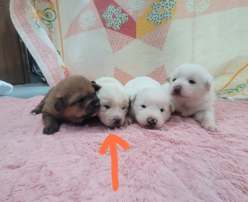 유기동물보호센터_447507202500016