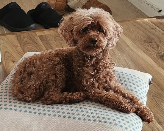 유기동물보호센터_447507202500013