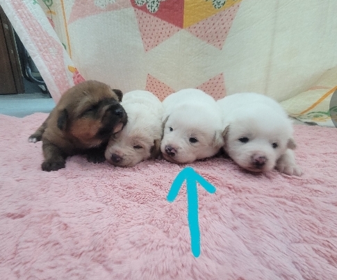 유기동물보호센터_447507202500017