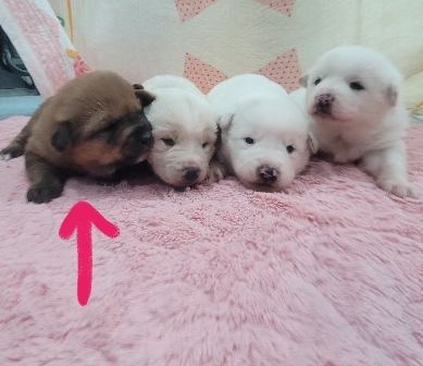 보호중 진도견의 가…