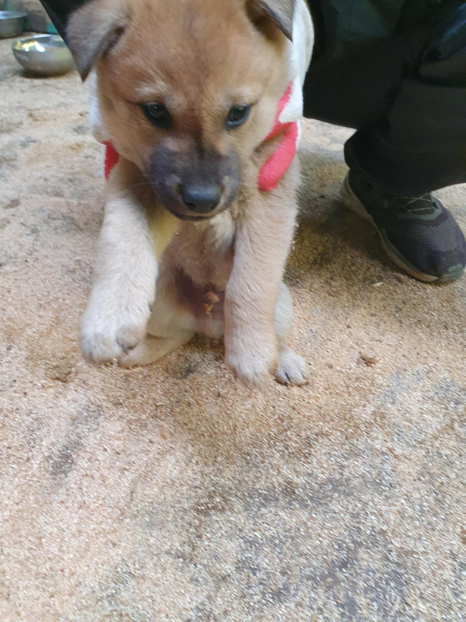 학교임시동물보호센터_446496202500083