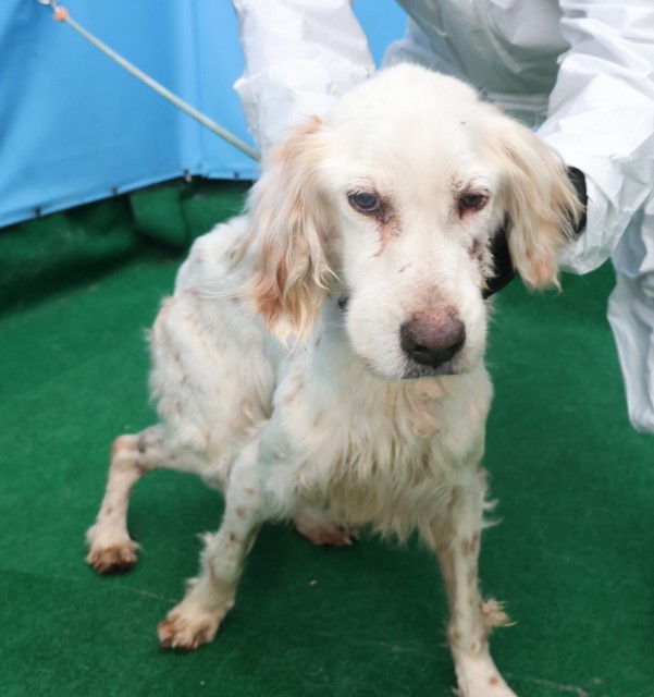 제주 동물보호센터_450650202500449