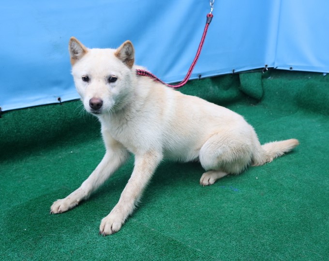 제주 동물보호센터_450650202500445