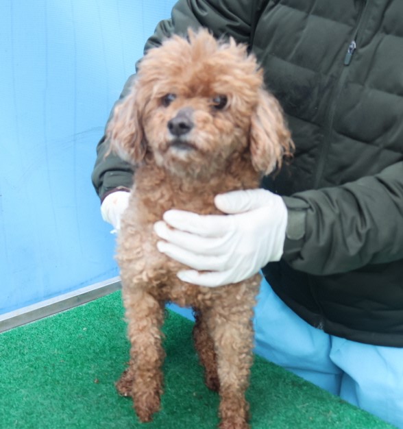 제주 동물보호센터_450650202500450