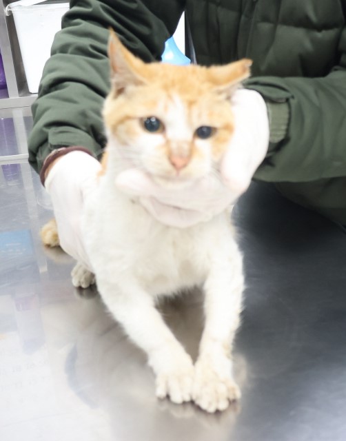 제주 동물보호센터_450650202500452