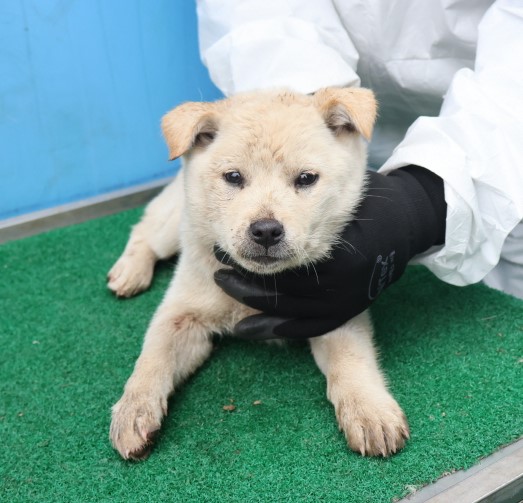 제주 동물보호센터_450650202500441