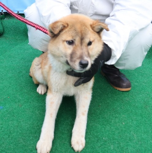 제주 동물보호센터_450650202500448