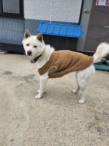 종료(반환) 믹스견…