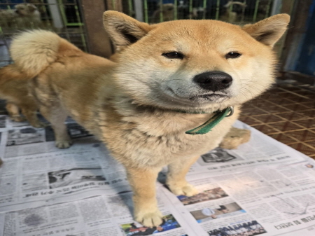 원주시동물보호센터_442419202500120