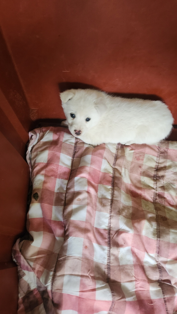 익산유기동물보호소_445468202500326