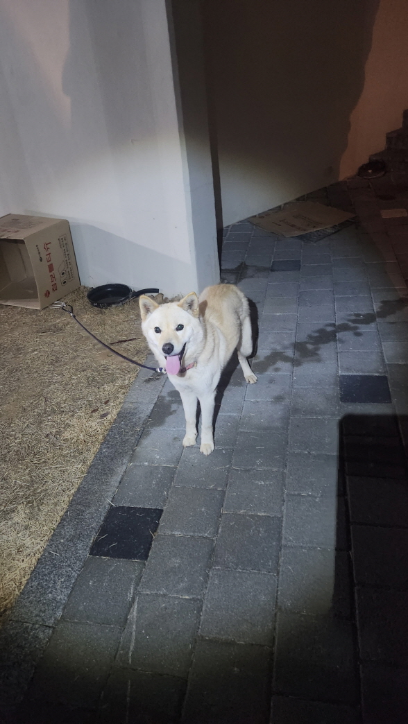 익산유기동물보호소_445468202500328