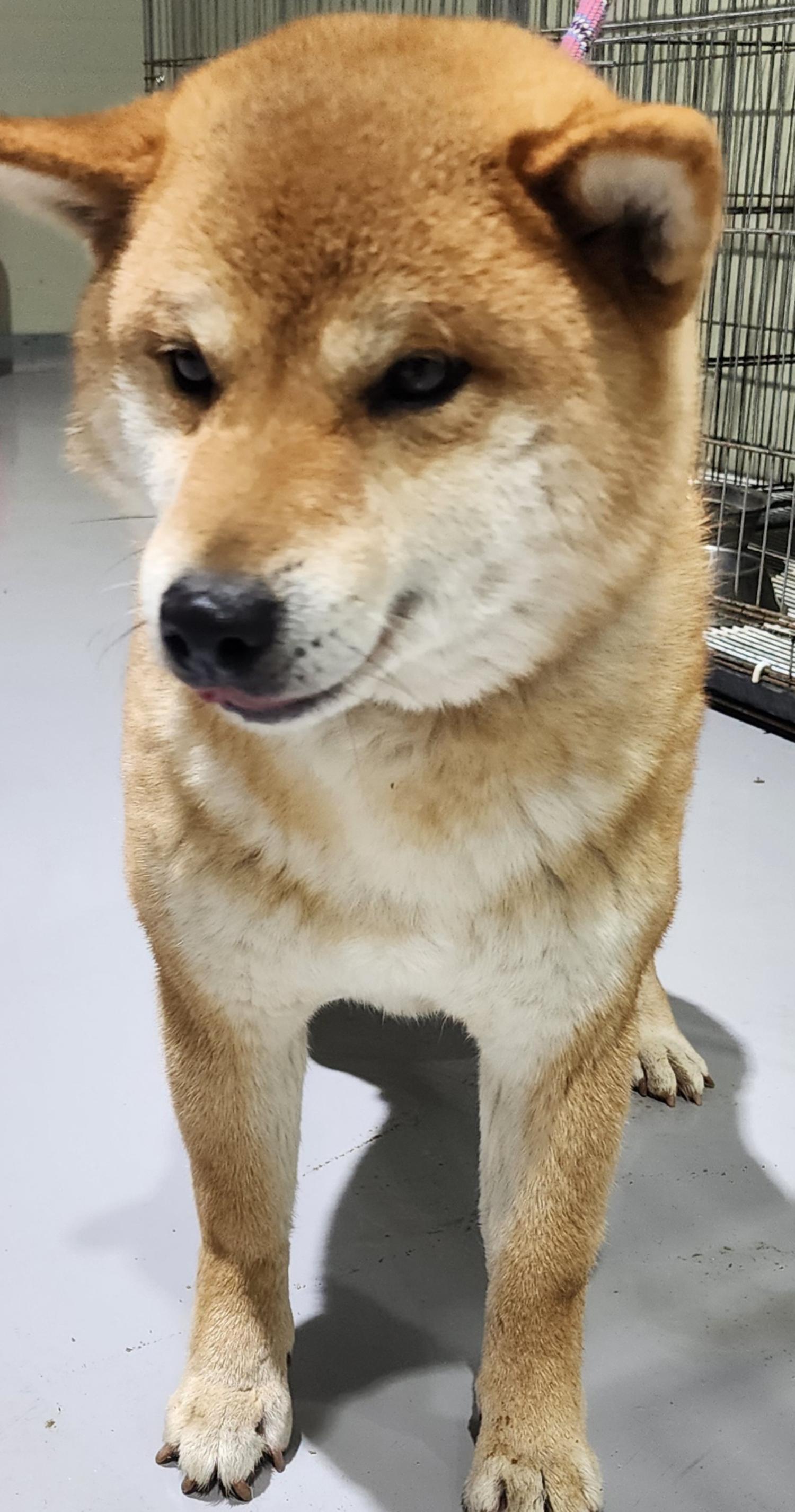 상주시 동물보호센터_447511202500116