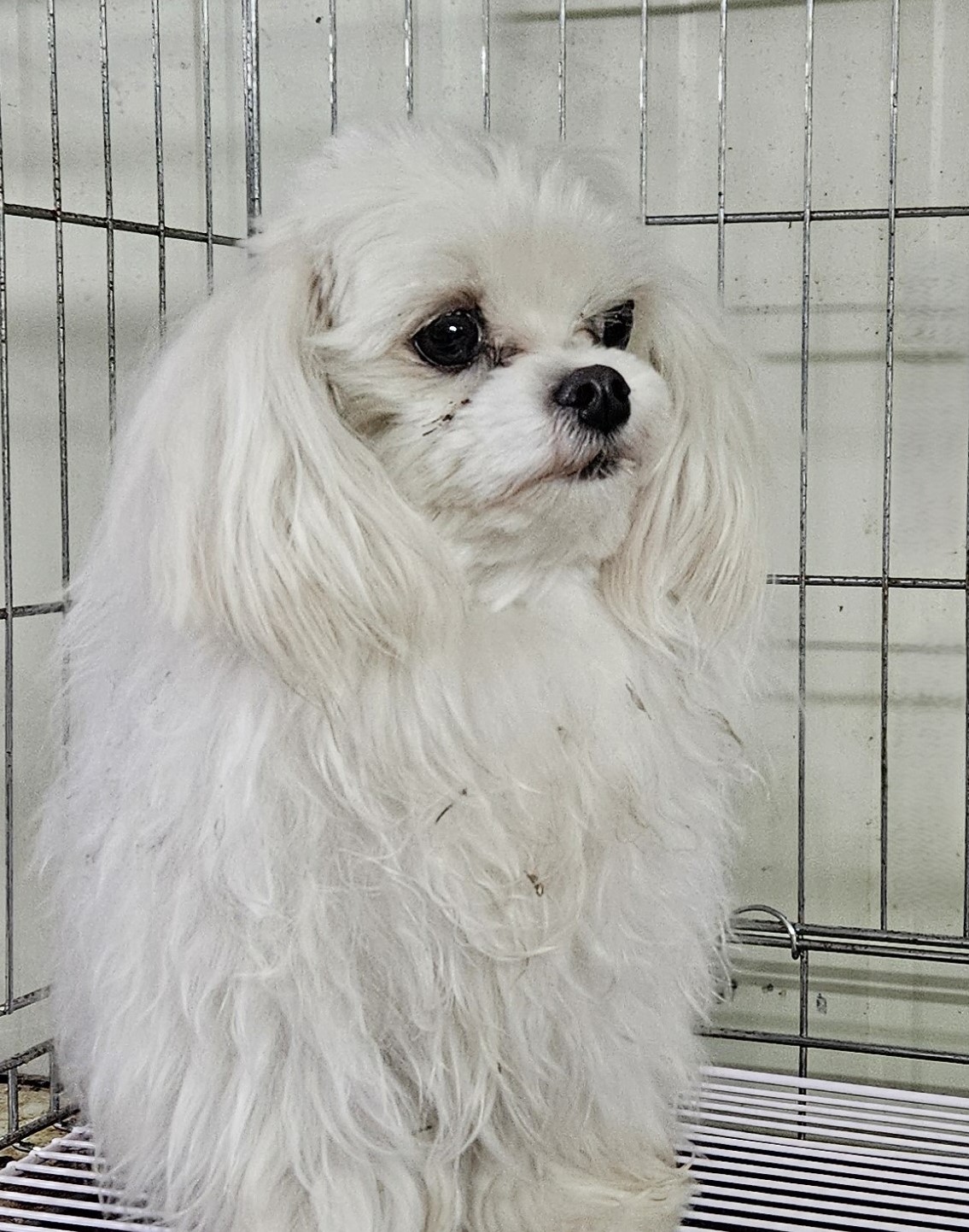대구유기동물보호협회_427345202500103