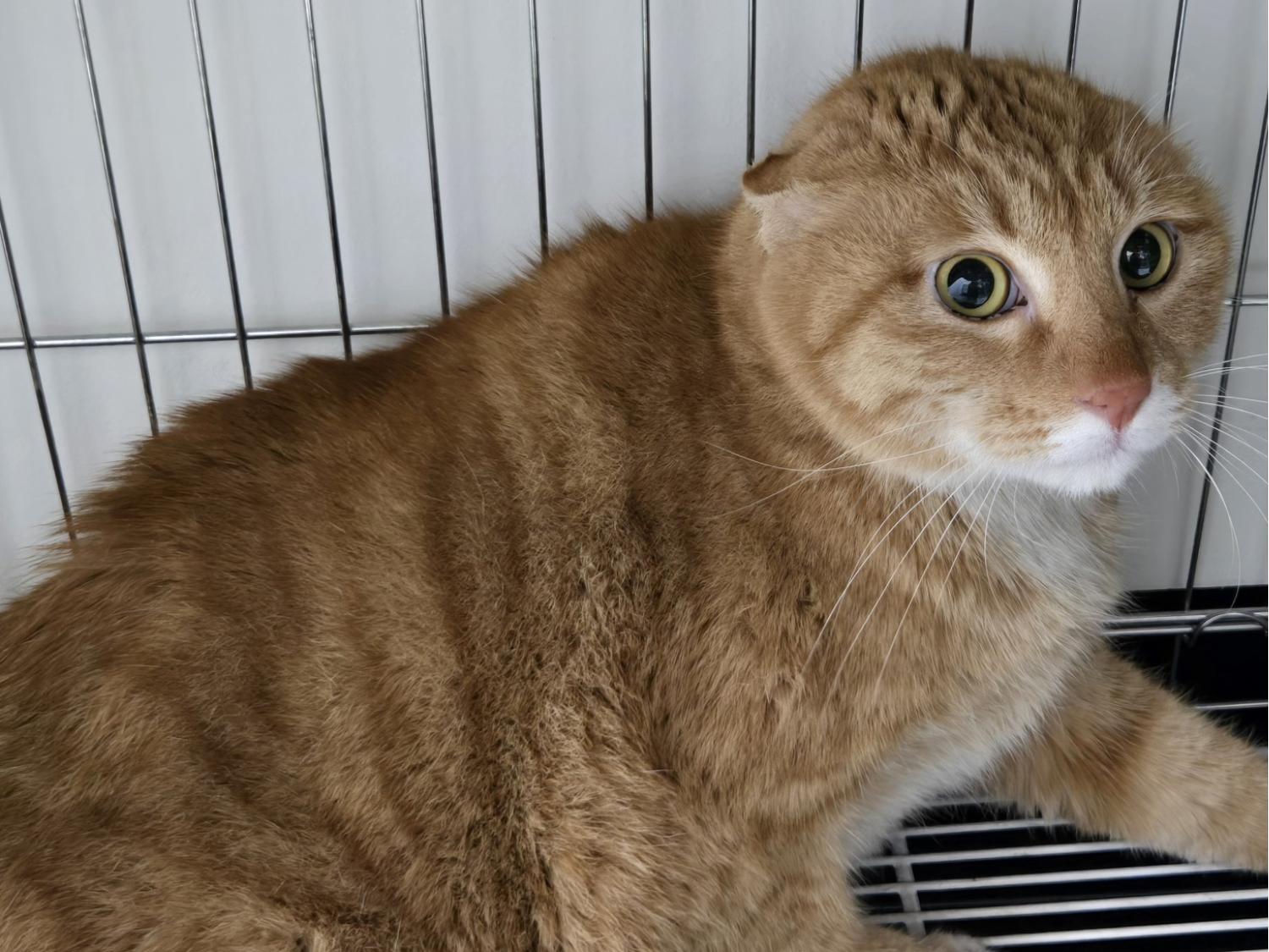 [고양이] 한국 고양이 경기-고양-2025-00138 유기동물 배경 이미지 입니다.