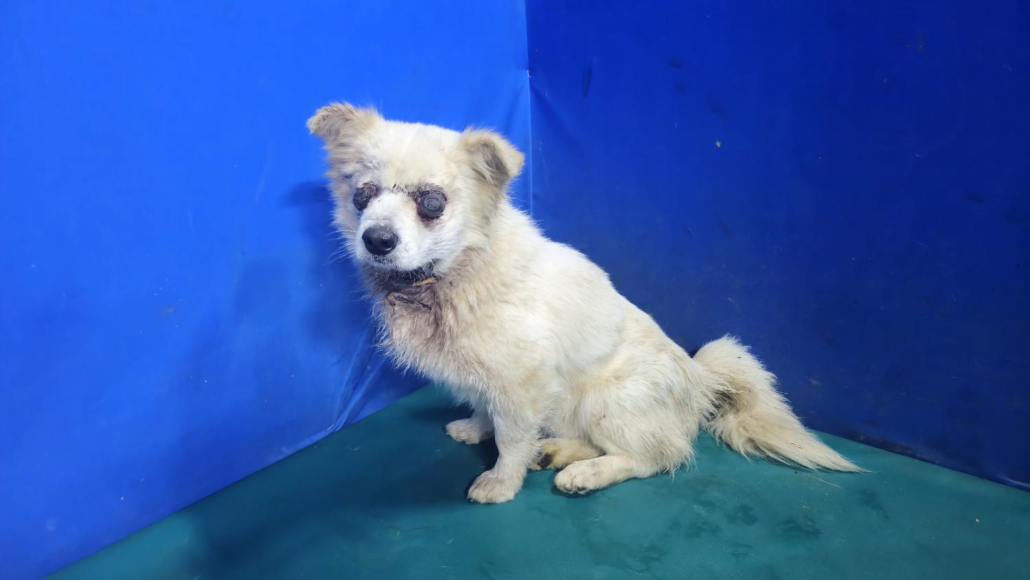 경산시유기동물보호소_447513202500096