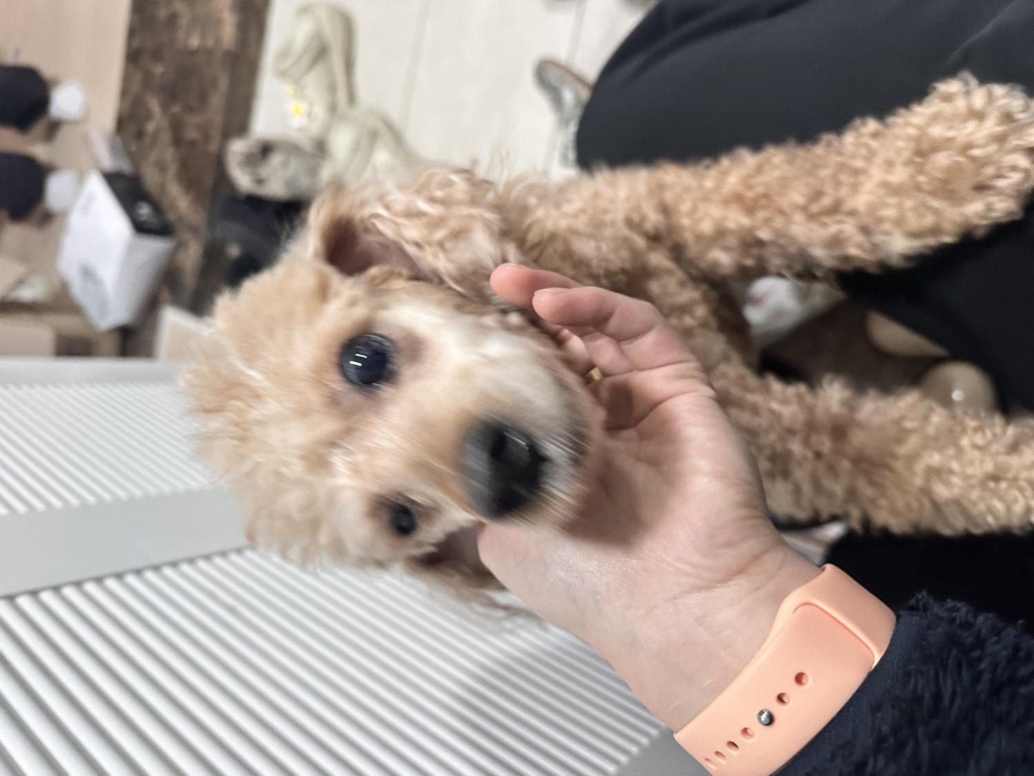 종료(반환) 토이 …
