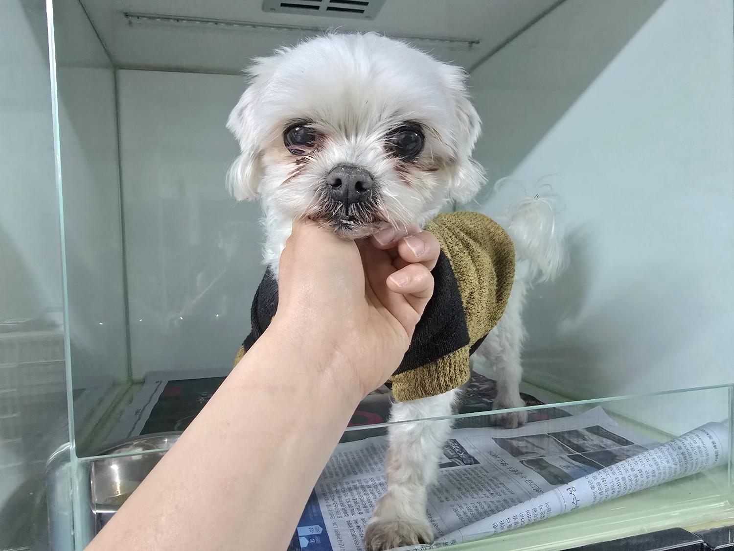 (사)영일동물플러스_447502202500128
