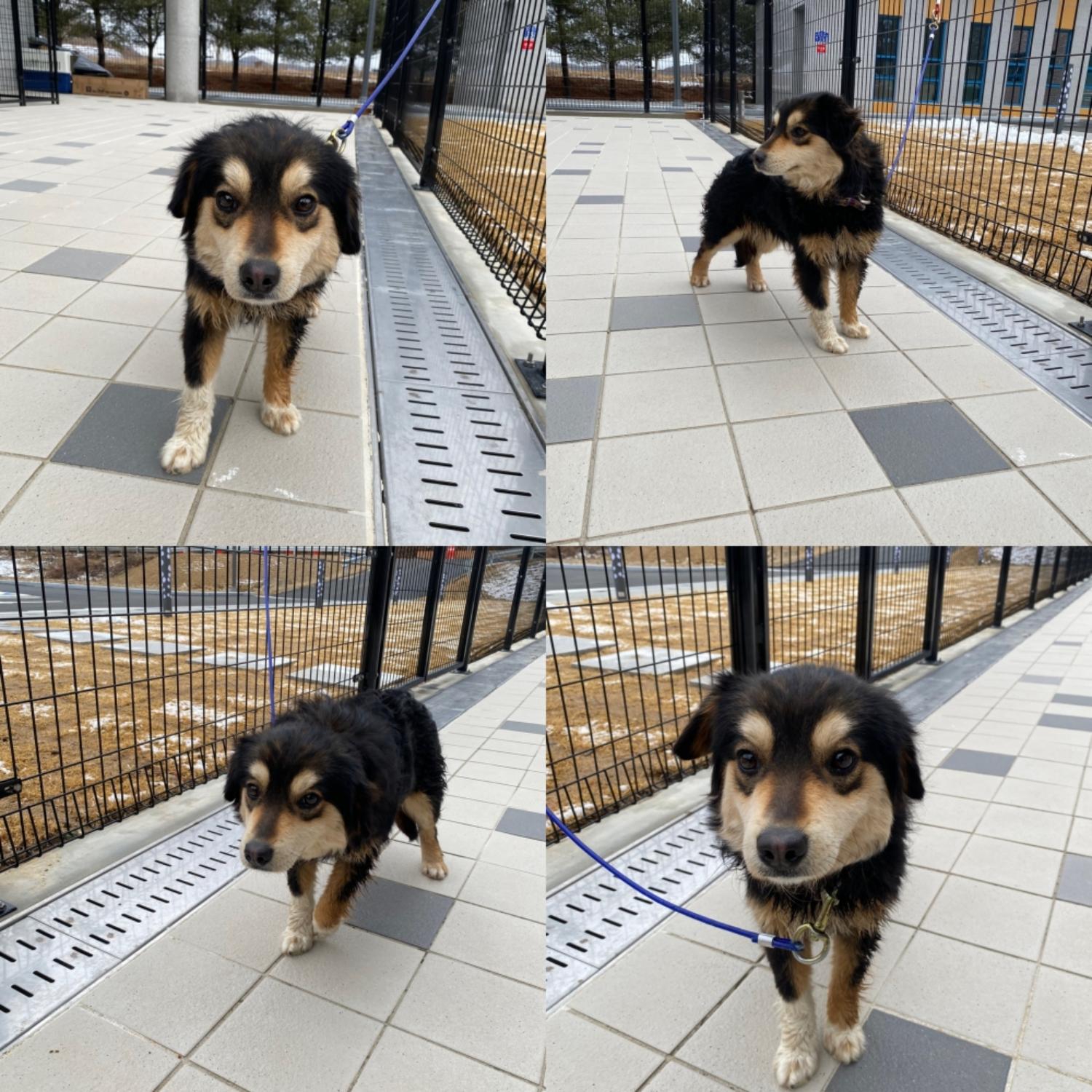 구미시 동물보호센터_447508202500089
