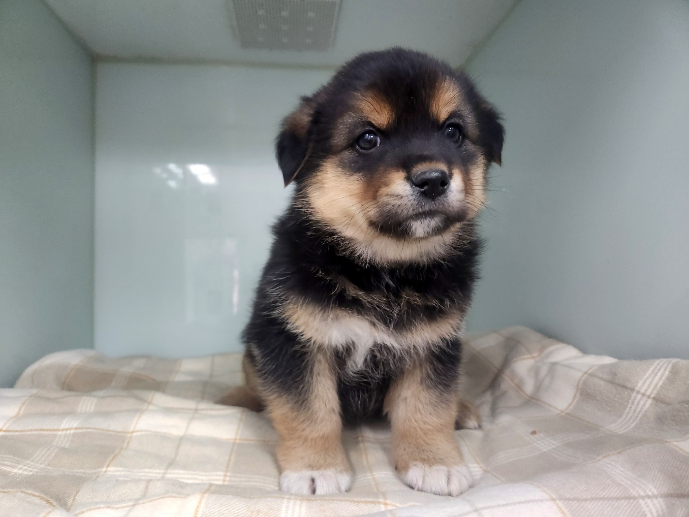광주TNR동물병원초월_441554202500128