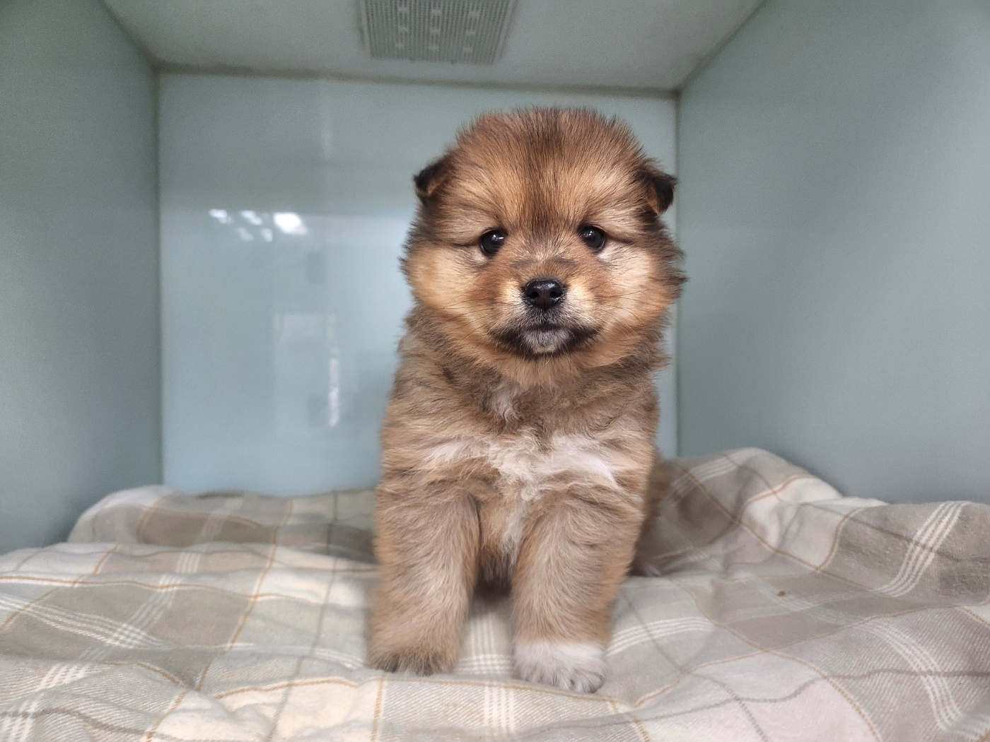 광주TNR동물병원초월_441554202500127