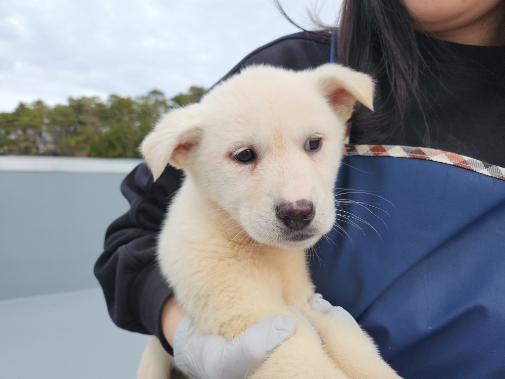 광주동물보호센터_429362202500037
