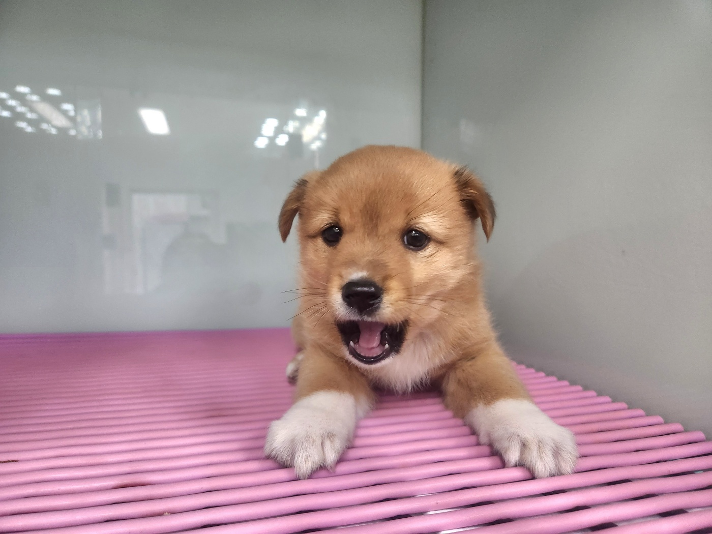 광주TNR동물병원초월_441554202500126