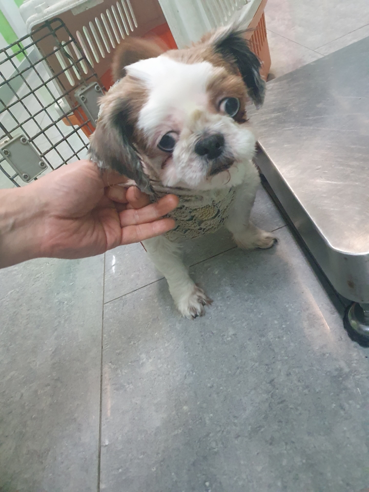 펫앤쉘터동물병원_441378202500064