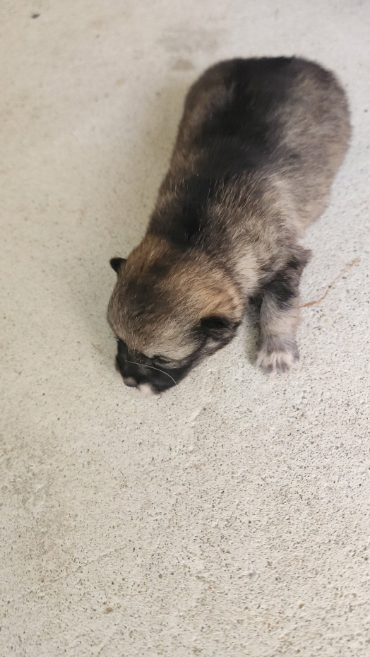 익산유기동물보호소_445468202500338