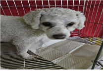 (사)동물보호관리협회_448535202500105
